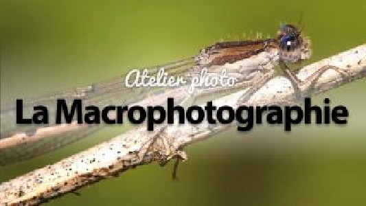 Atelier photo : la macro. -...